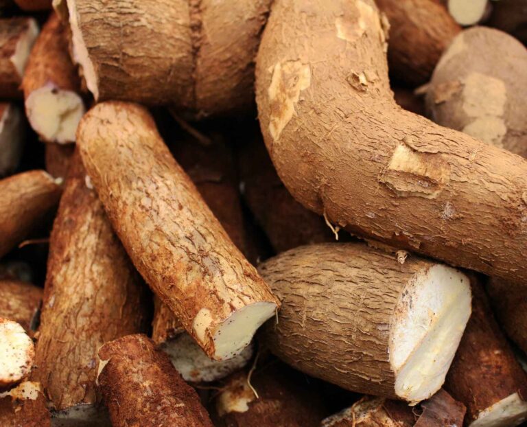 Fresh Cassava